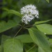 Gray Dogwood - Photo (c) Dan Mullen, some rights reserved (CC BY-NC-ND)