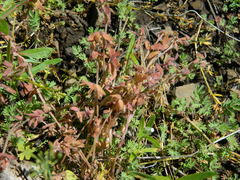 Nemophila breviflora