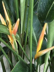 Heliconia
