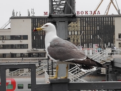 Larus crassirostris