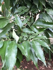 Litchi