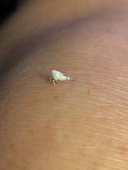 Flatormenis proxima