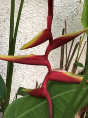 Heliconia × rauliniana