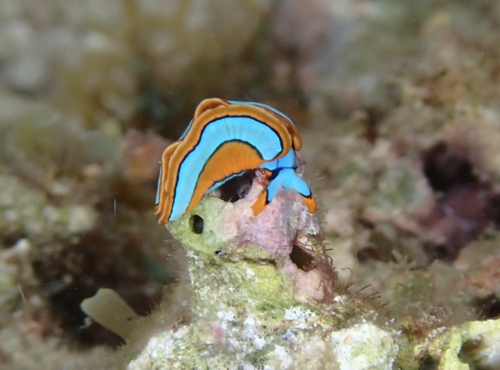 Photo of Lineolate thuridilla (Thuridilla lineolata)