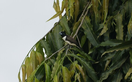 Magpie Mannikin (Spermestes fringilloides), photo 6