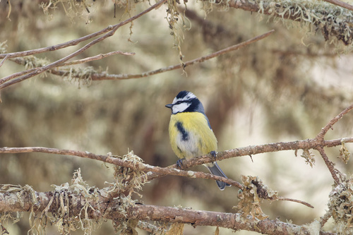 African Blue Tit (Cyanistes teneriffae)