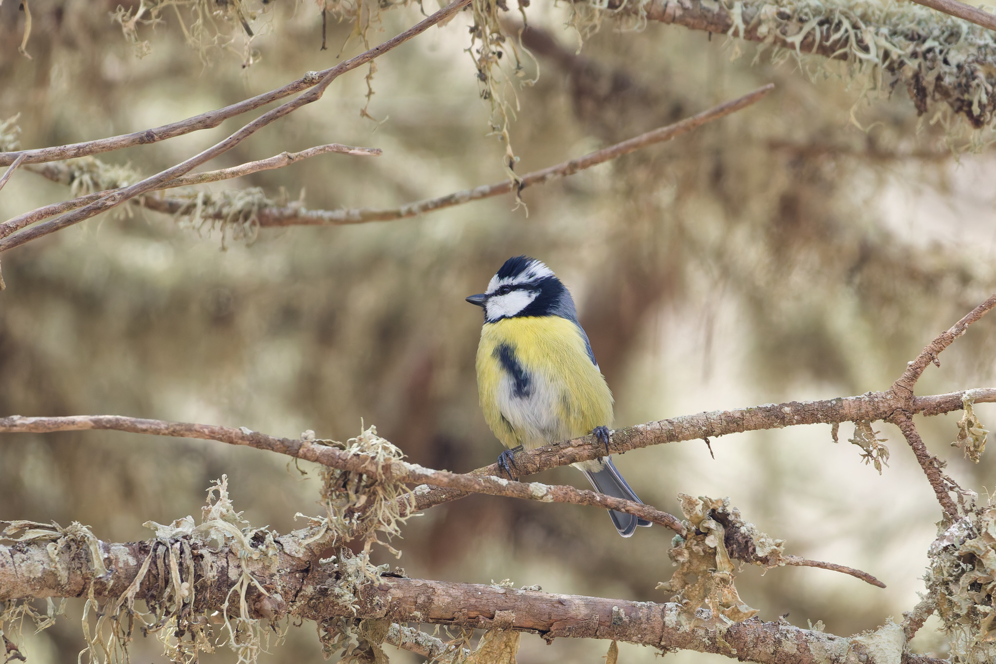 African Blue Tit illustration