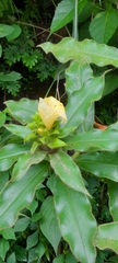(c) Justin_Li, some rights reserved (CC BY) Costus villosissimus, photograph (c) Justin_Li, some rights reserved (CC BY)