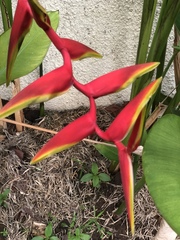 Heliconia × rauliniana