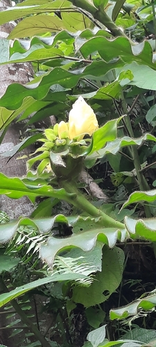 Costus villosissimus, photograph 4