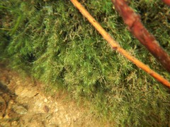 Fissidens fontanus