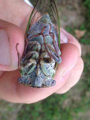 Megatibicen pronotalis