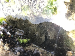 Bunodosoma cavernatum