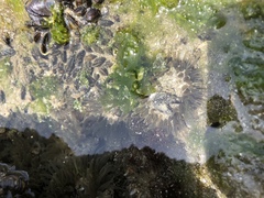 Bunodosoma cavernatum