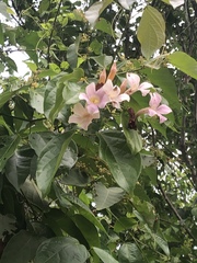 Tecomeae