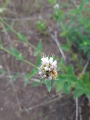 Agastache urticifolia