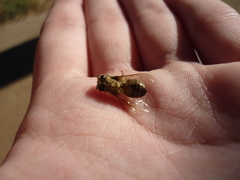 Apis mellifera