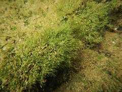 Fissidens fontanus