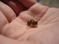 Apis mellifera