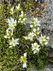 Sabulina nuttallii