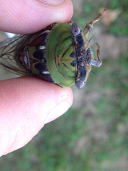 Megatibicen pronotalis