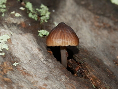 Mycena nargan