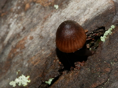 Mycena nargan