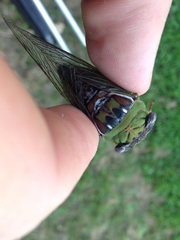 Megatibicen pronotalis