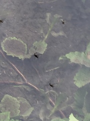 Potamogeton richardsonii