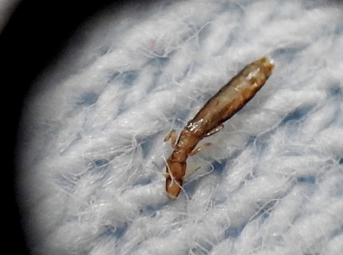 Slender pigeon louse photo 4