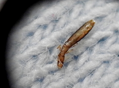 Columbicola columbae