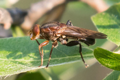 Hammerschmidtia