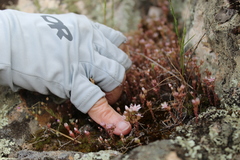 Sedum arenarium