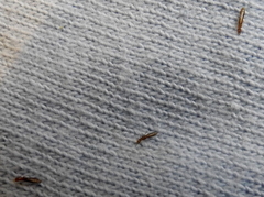 Columbicola columbae