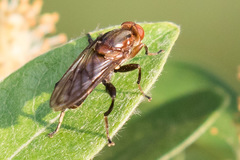 Hammerschmidtia