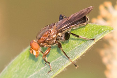 Hammerschmidtia