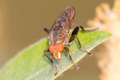Hammerschmidtia