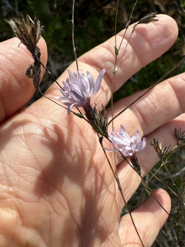Crystal Springs lessingia (Lessingia arachnoidea)