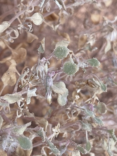 Hairybeast Turtleback (Psathyrotes pilifera)