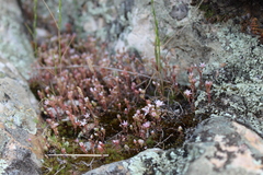 Sedum arenarium