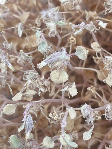 Image of Psathyrotes pilifera by no rights reserved