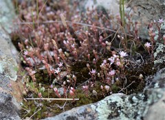 Sedum arenarium
