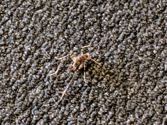 Tachycines asynamorus