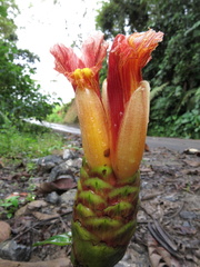 Costus zamoranus