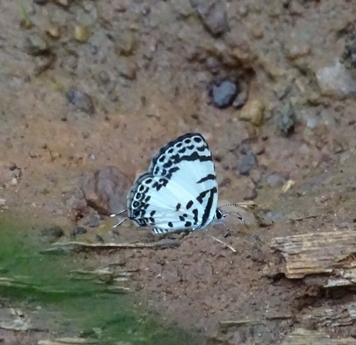 Margarita’s Pierrot