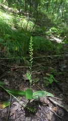 Platanthera flava flava