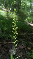 Platanthera flava flava