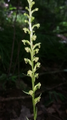 Platanthera flava flava