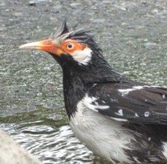 Gracupica floweri