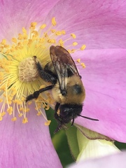 Anthophora bomboides